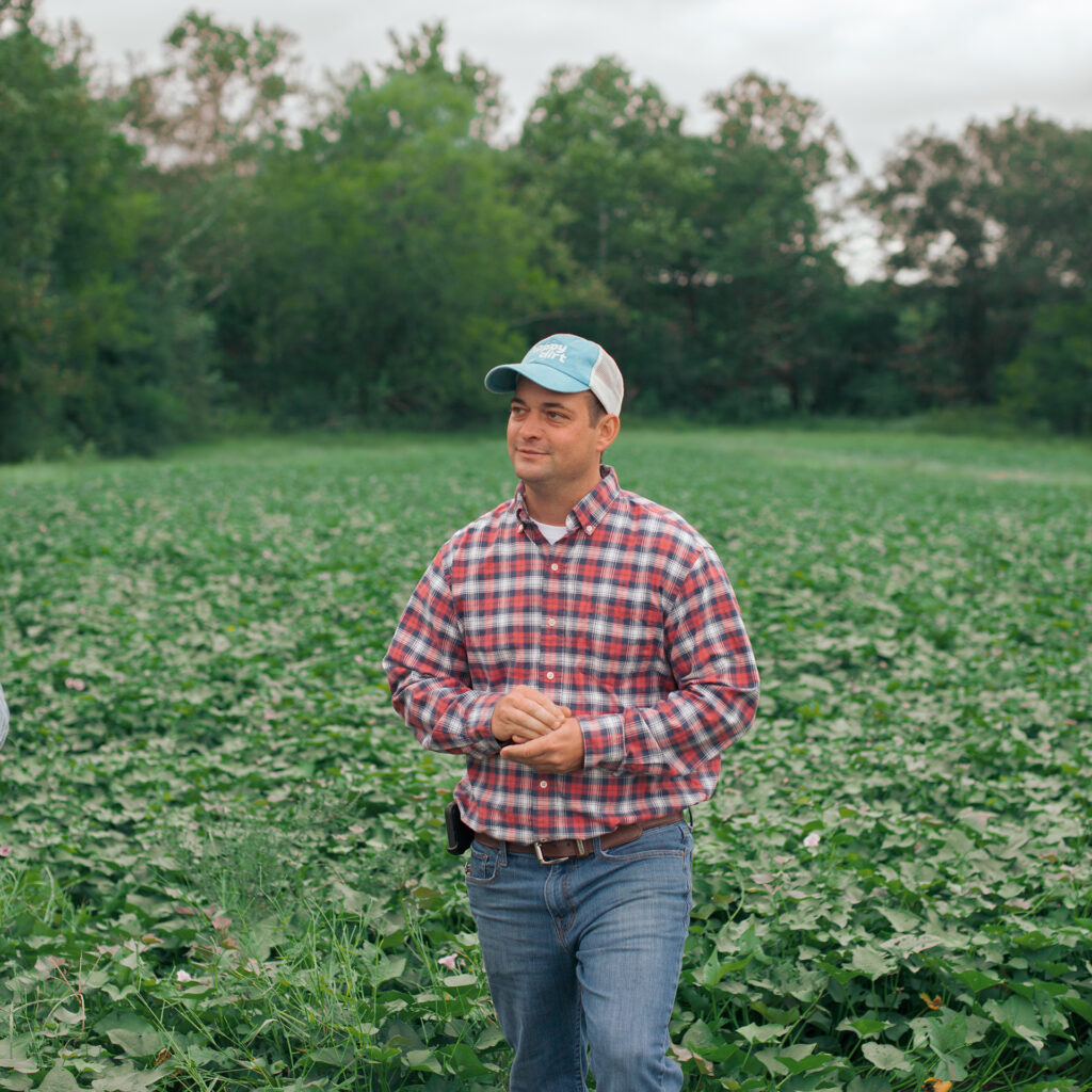 organic farmer stands in the middle of a green field of organic sweet potatoes
