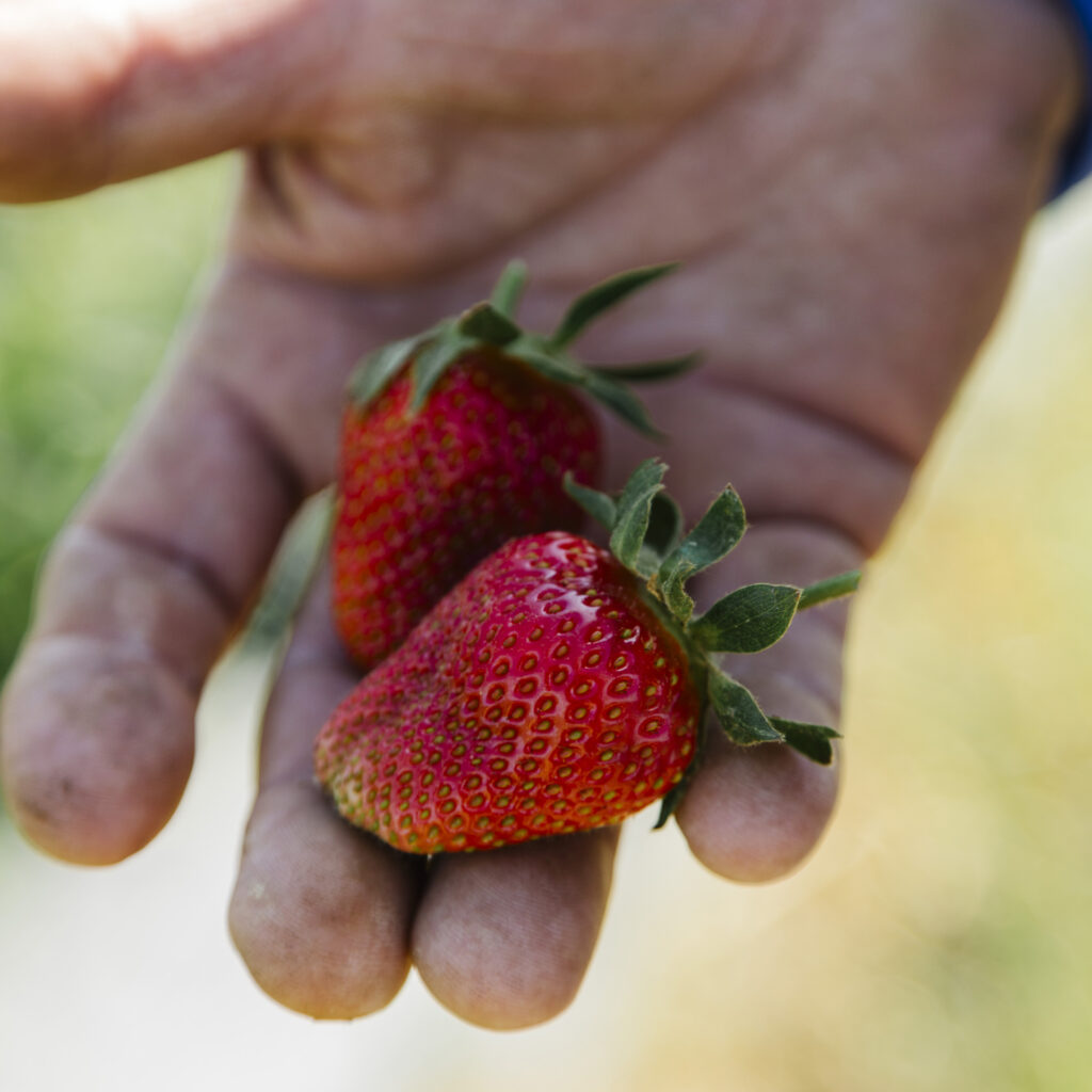 a hand holds two organic strawberries with a blurred field in the background.