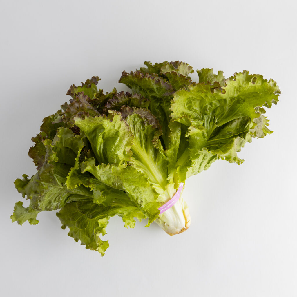 Fresh Happy Dirt organic red leaf lettuce featuring vibrant green leaves tinged with red edges, arranged on a white background.