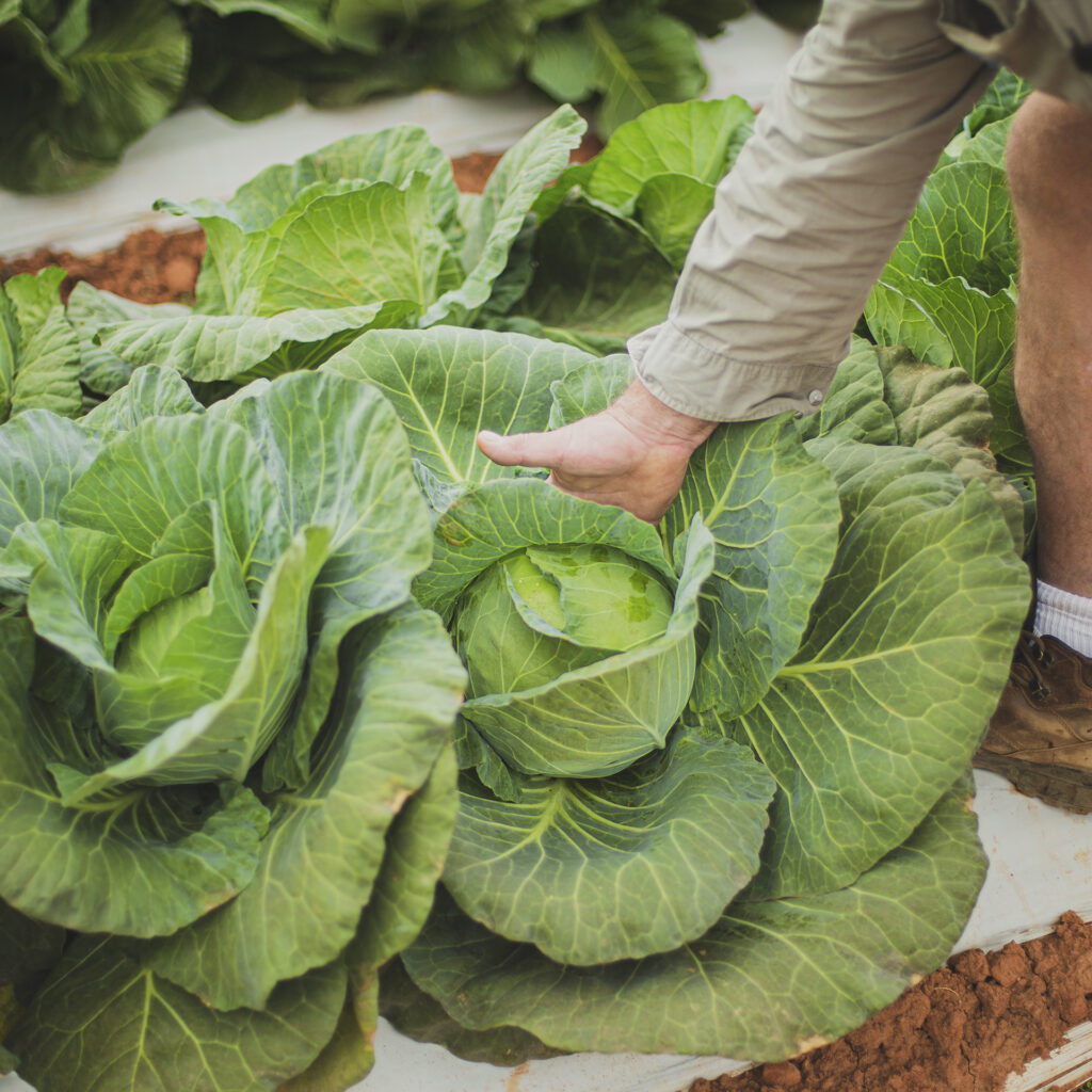 a hand reaches down to touch a giant head of organic cabbage in a field.