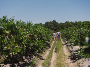 Roy Sykes and Morgan Sykes walking along a grassy dirt path between rows of lush, green organic blueberry bushes at Altar Cross Farms. The bright blue sky and wooded horizon emphasize the peaceful, natural setting. The scene highlights sustainable farming practices and the community-focused effort behind organic blueberry cultivation.